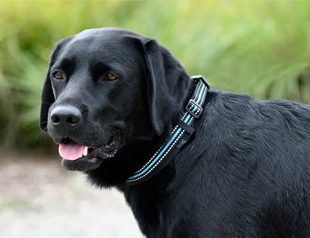 Reflective Dog Collar