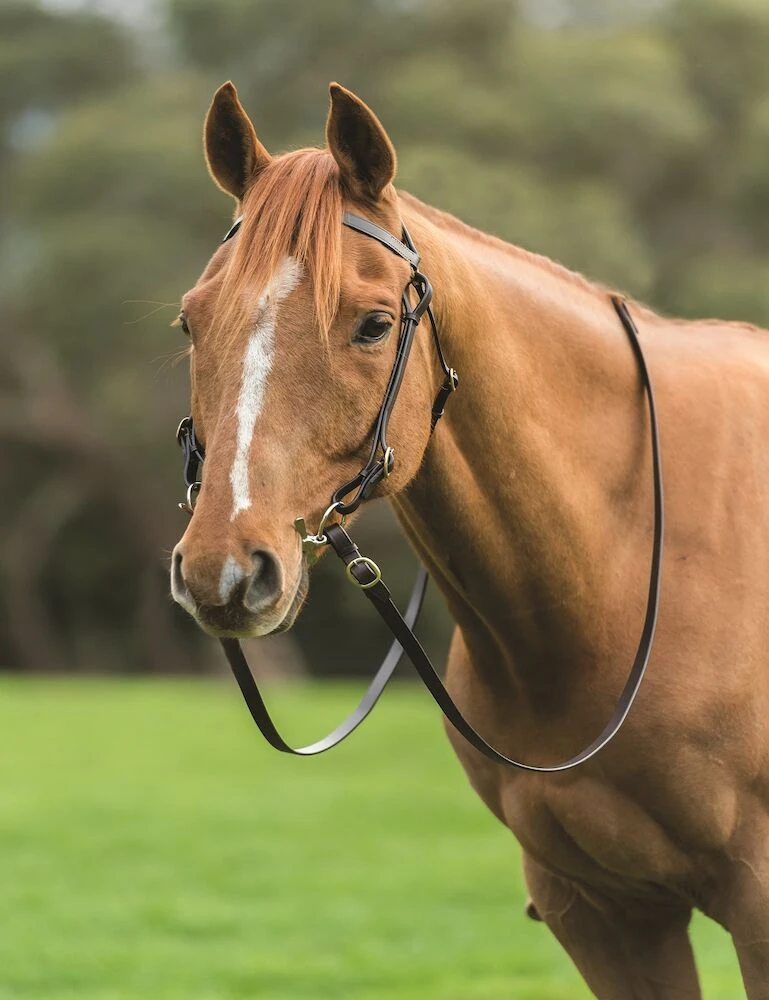 Brass Barcoo Bridle