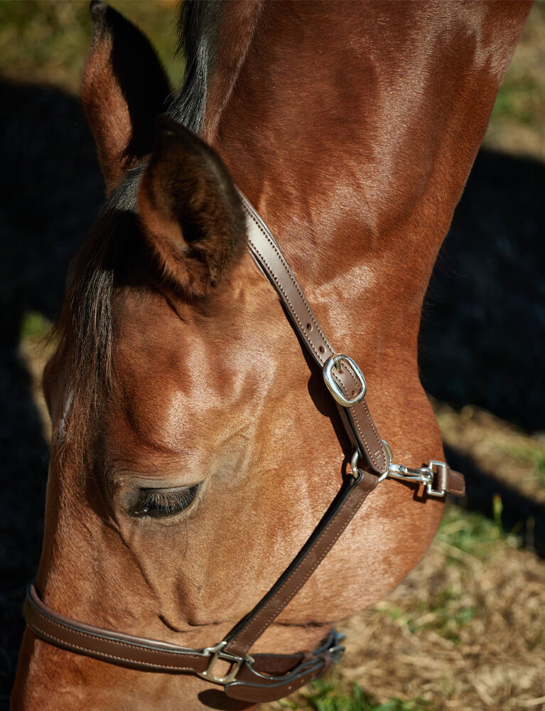 Slim Leather Padded Headcollar