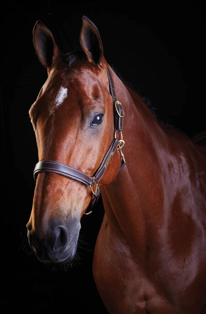 Leather Headcollar II