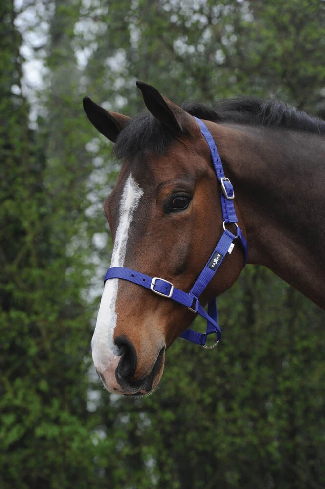 Buy Economy Headcollar Online - SAXON