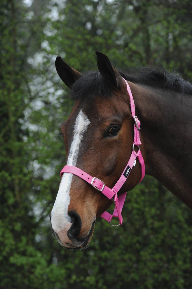 Buy Economy Headcollar Online - SAXON