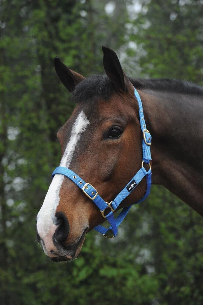 Nylon Brass Buckle Headcollar
