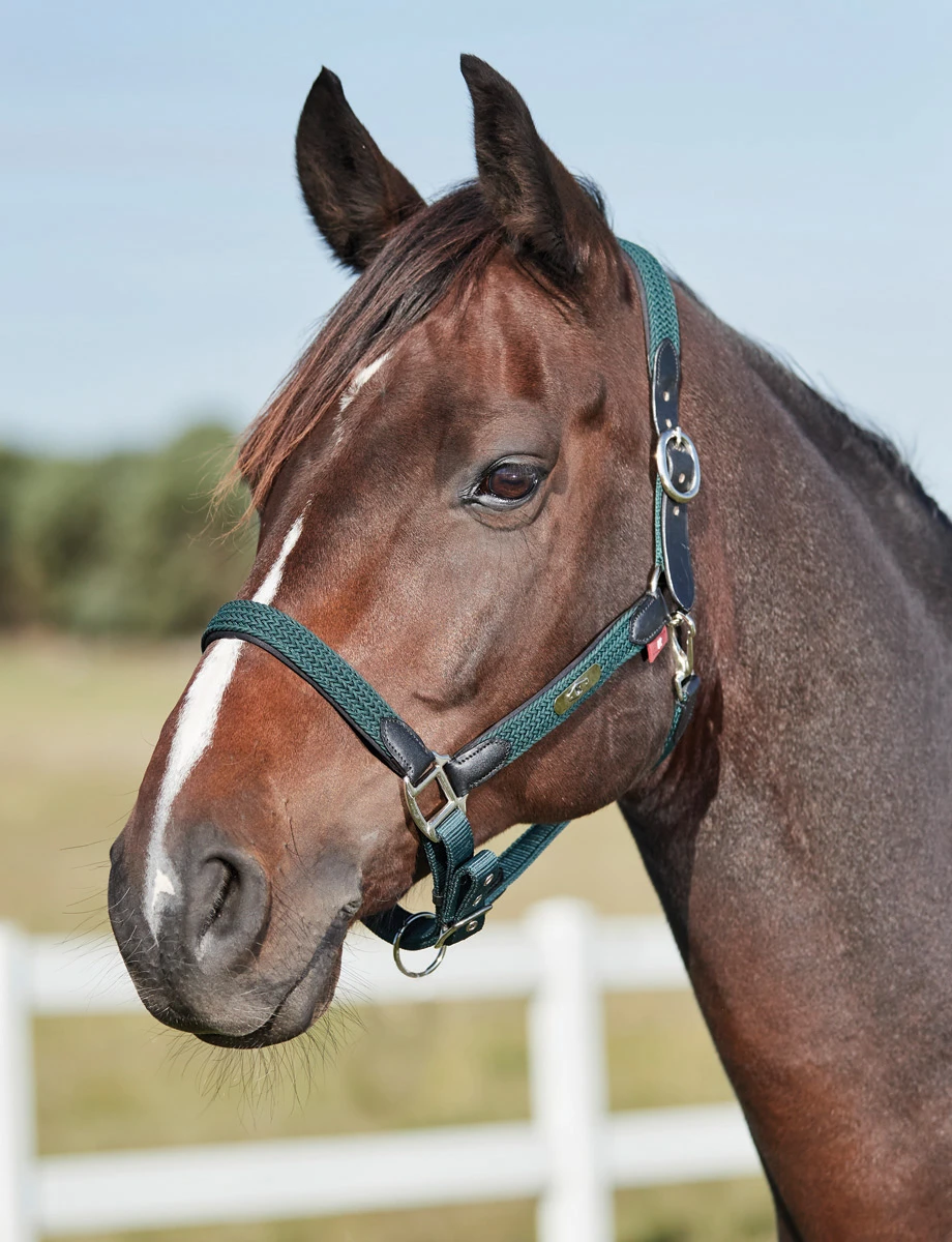Braided Headcollar