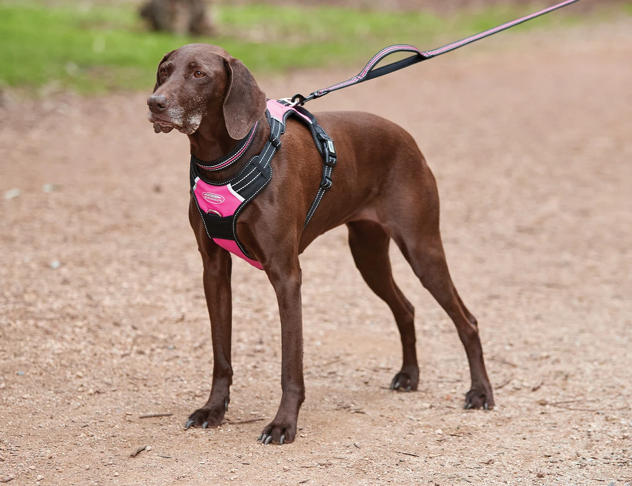 Anti Pull\/Travel Harness