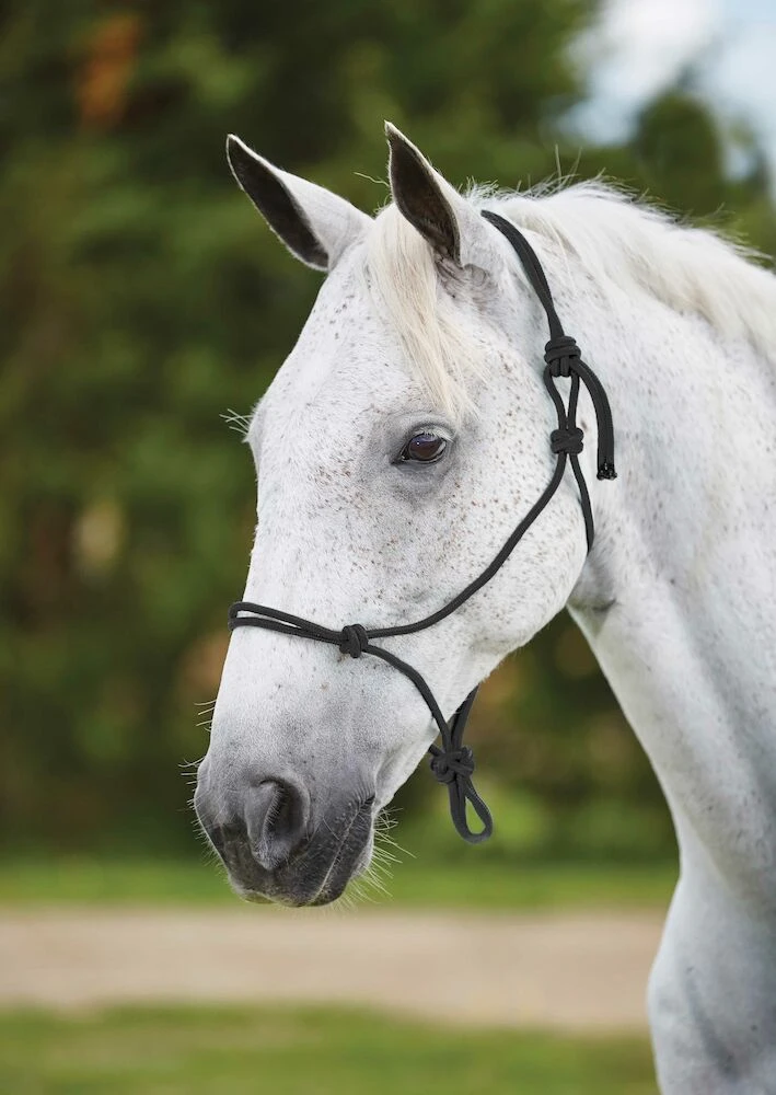 Nylon Rope Headcollar