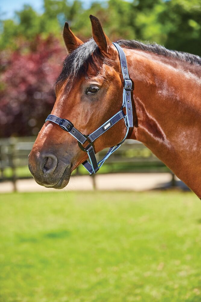 Coordinate Headcollar