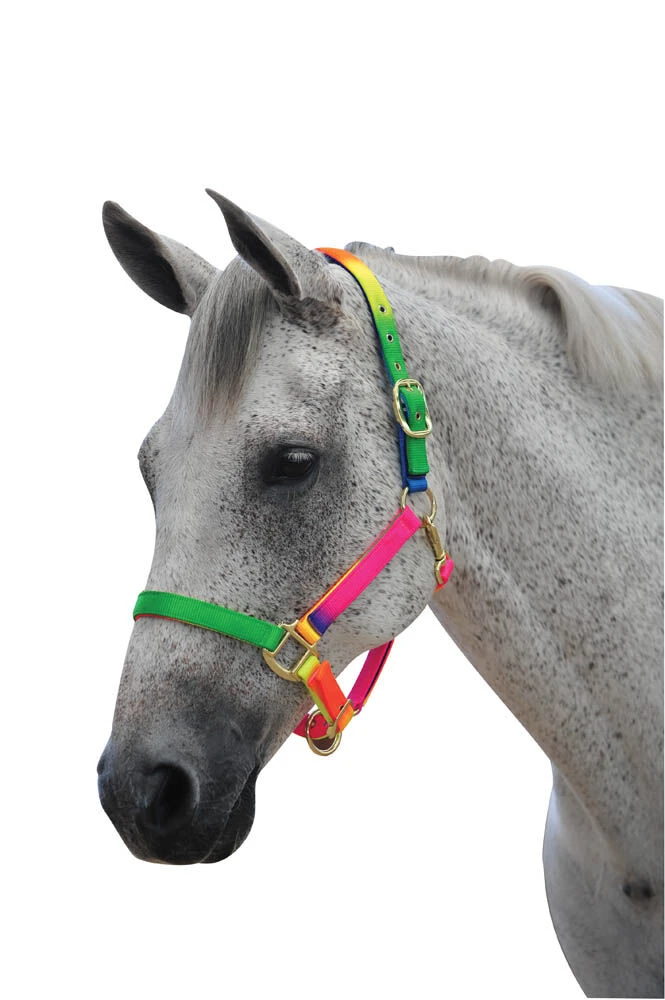 Rainbow Headcollar
