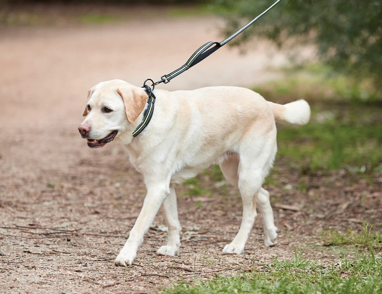 Reflective Dog Lead