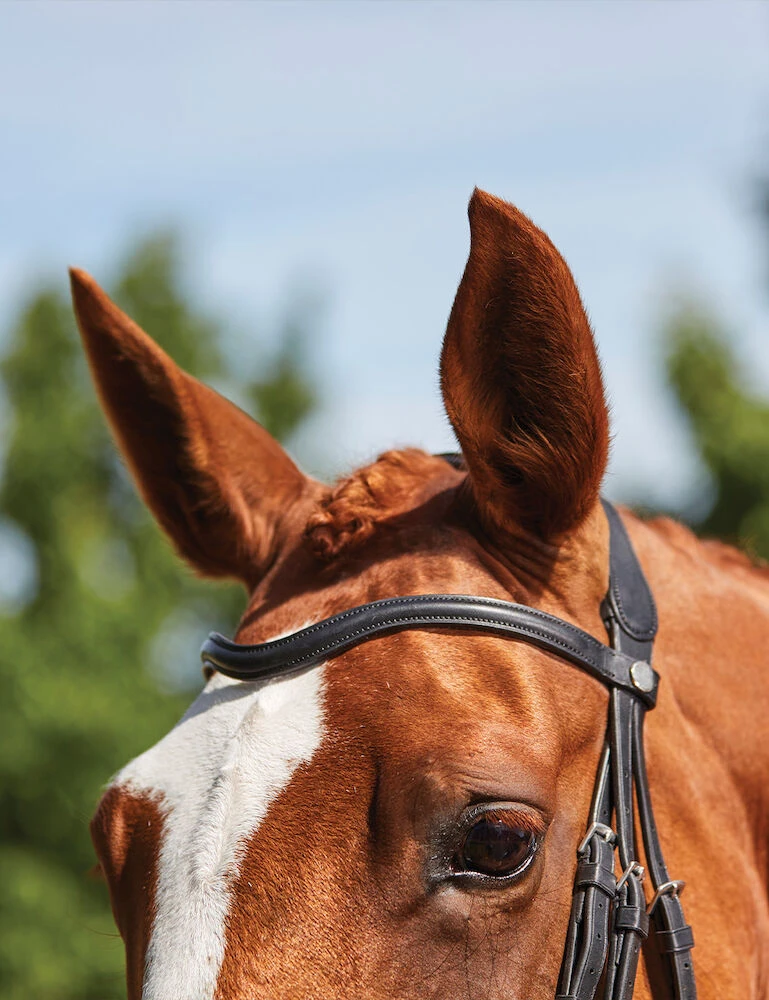 ComFiTec Grackle Bridle
