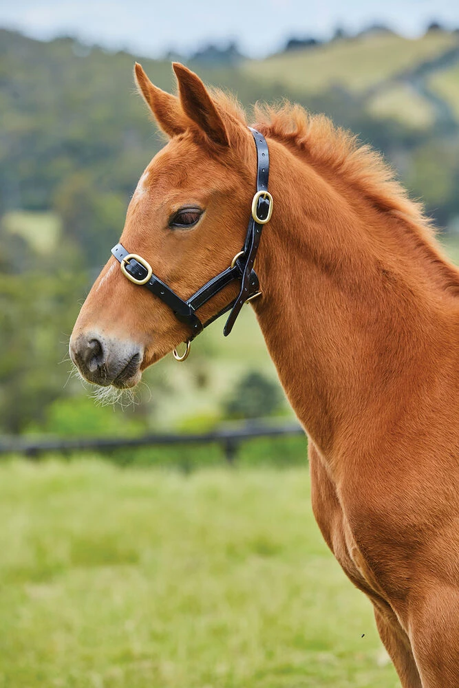 PVC Adjustable Headcollar