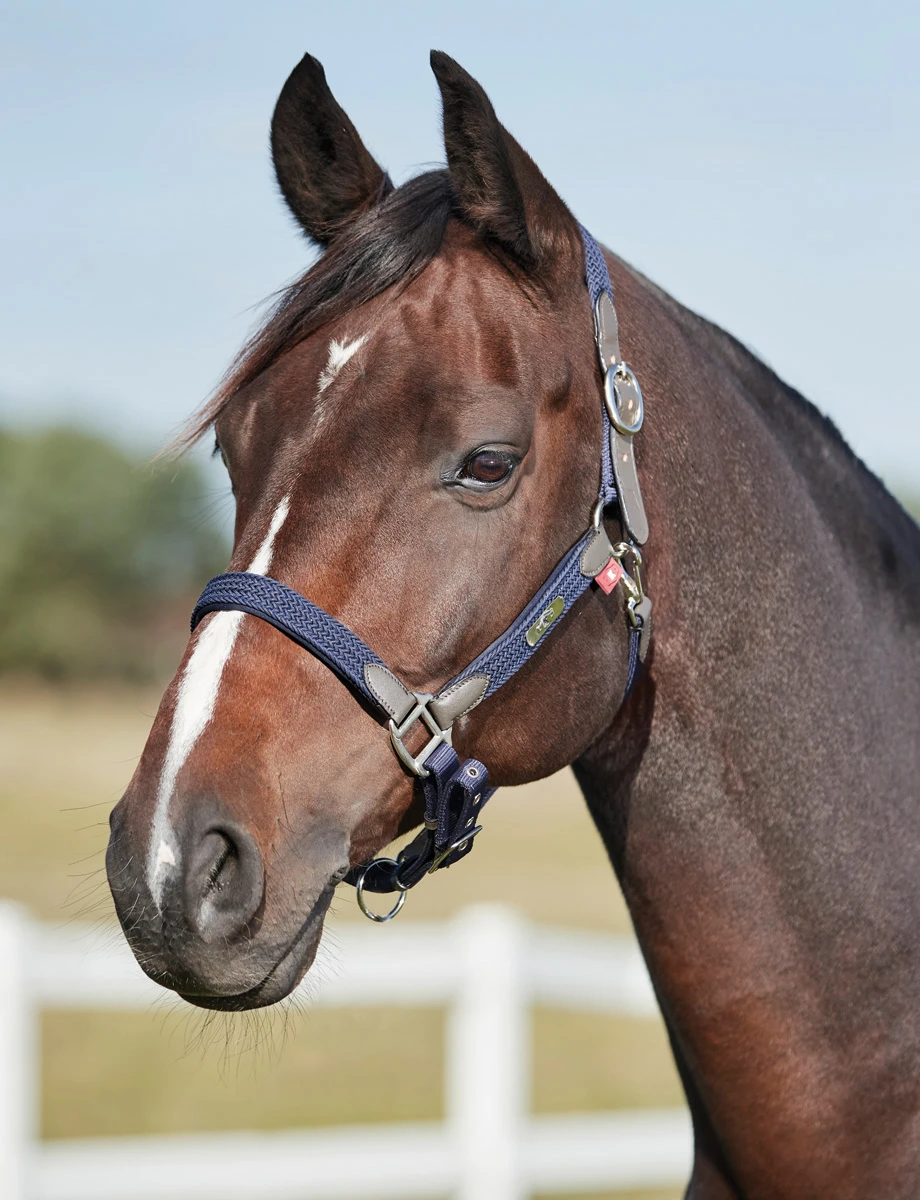 Braided Headcollar