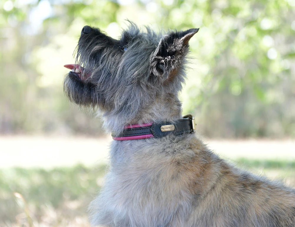 Padded Colour Leather Dog Collar