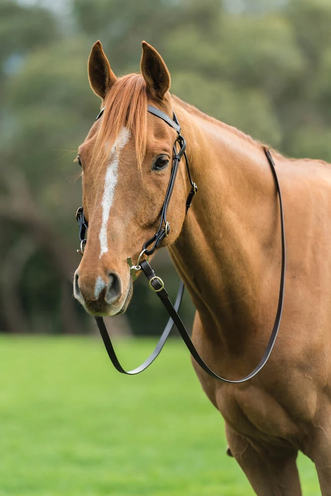 Brass Barcoo Bridle