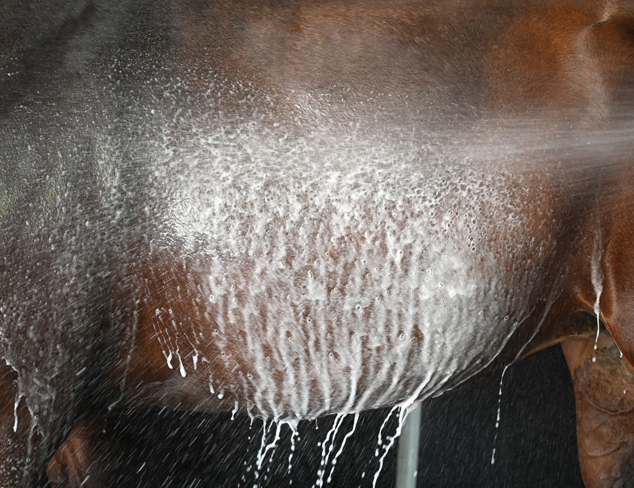 Botanical Coconut Shampoo