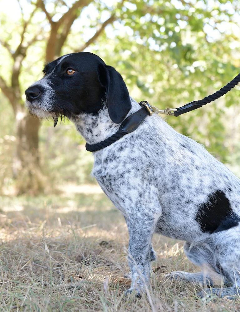 Rope Dog Collar