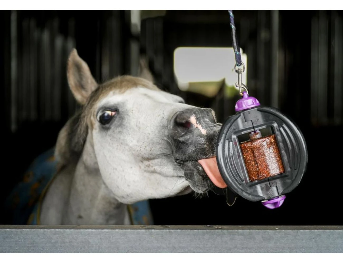 Buy Bizzy Horse Toy Online - LIKIT