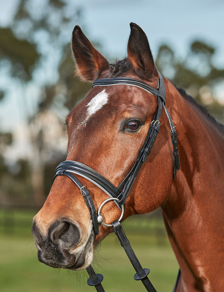 Comfort Crown Two Toned Padded Bridle