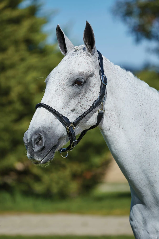 Leather Rope Headcollar