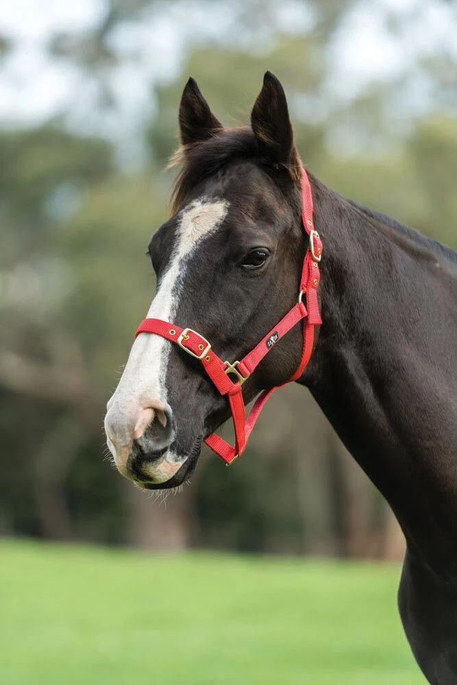 Nylon Brass Buckle Headcollar