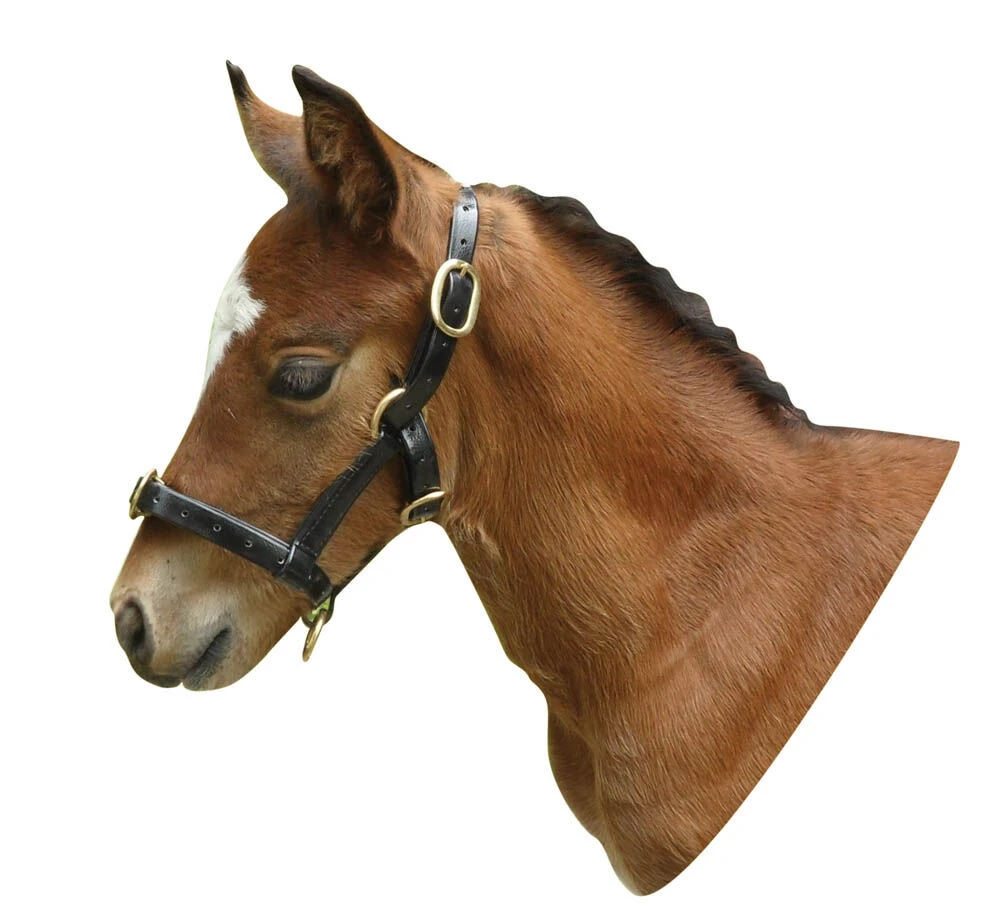 PVC Adjustable Headcollar