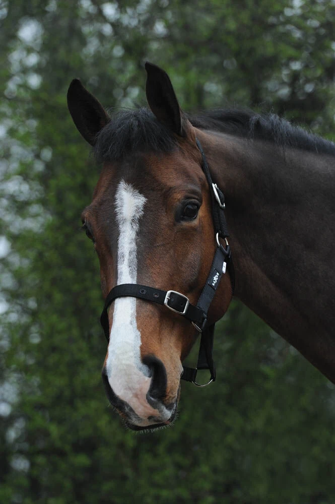 Buy Economy Headcollar Online - SAXON