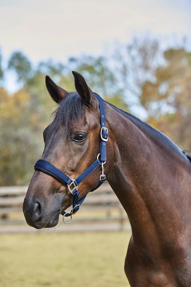 Nylon Padded Imprint Headcollar