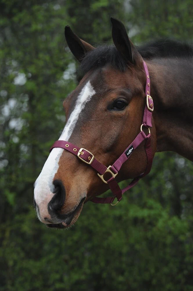 Nylon Brass Buckle Headcollar