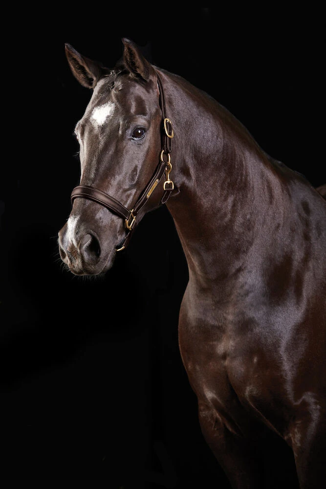 Leather Headcollar II