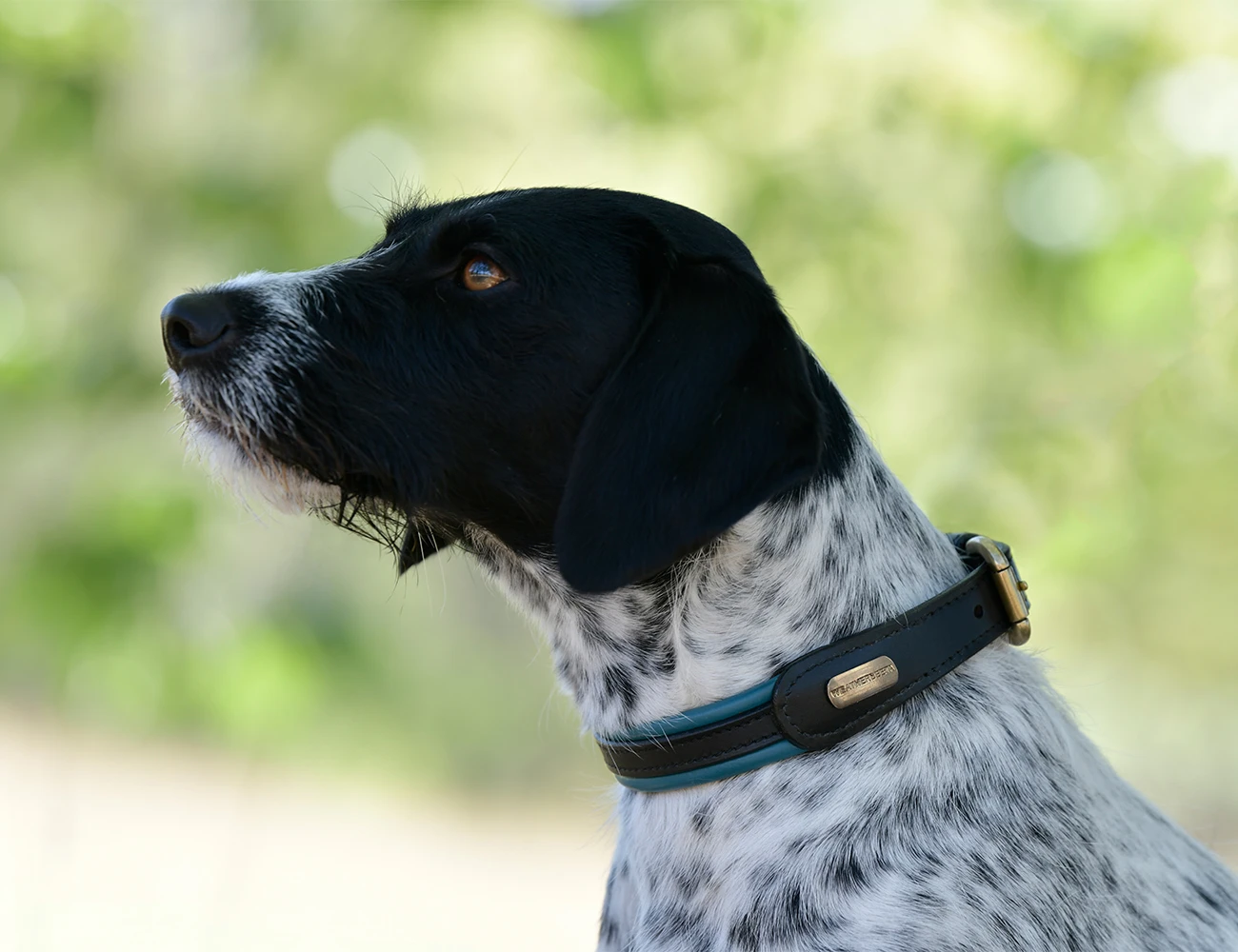 Padded Colour Leather Dog Collar