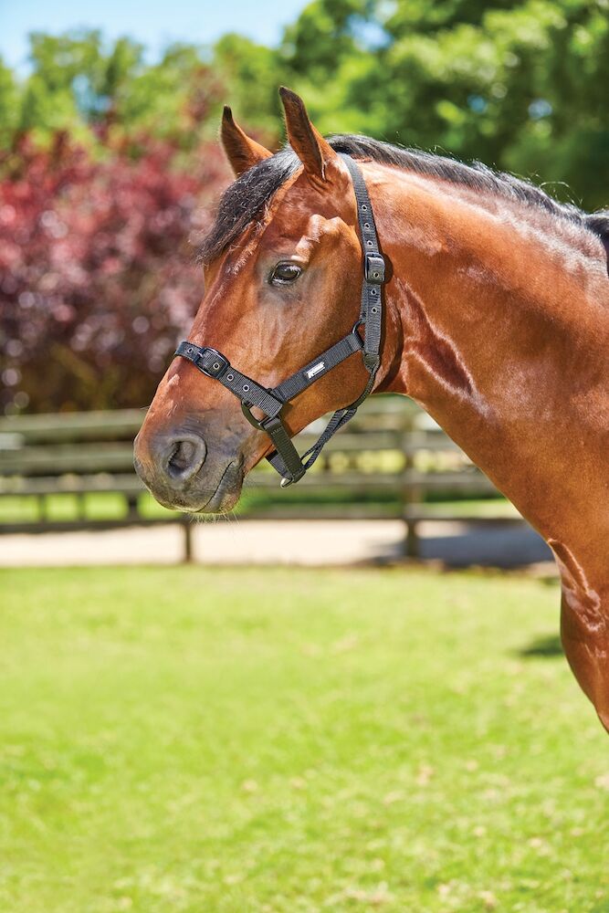 Coordinate Headcollar