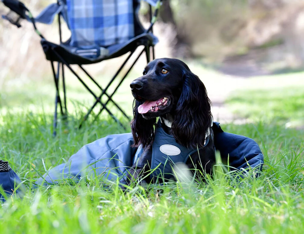 Explorer Dog Sleeping Bag