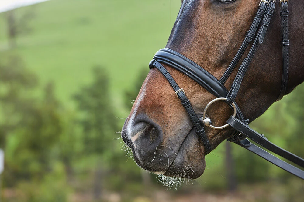 Syntovia+ Padded Raised Flash Bridle