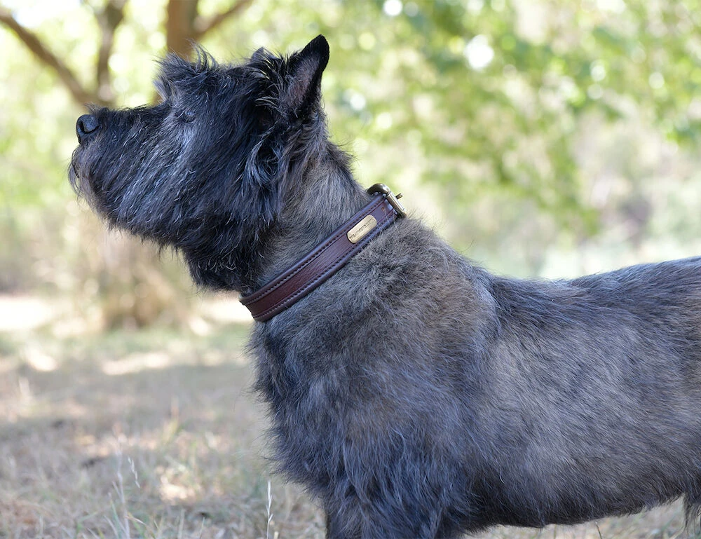 Two Toned Leather Dog Collar