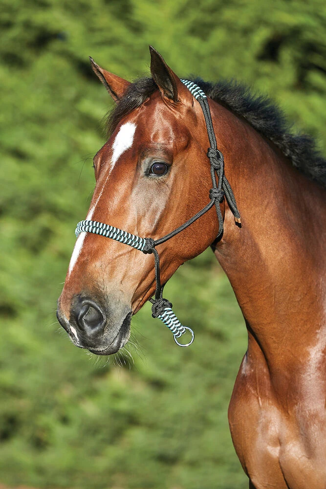 Cord Rope Headcollar