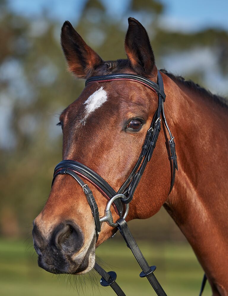 Comfort Crown Two Toned Padded Bridle