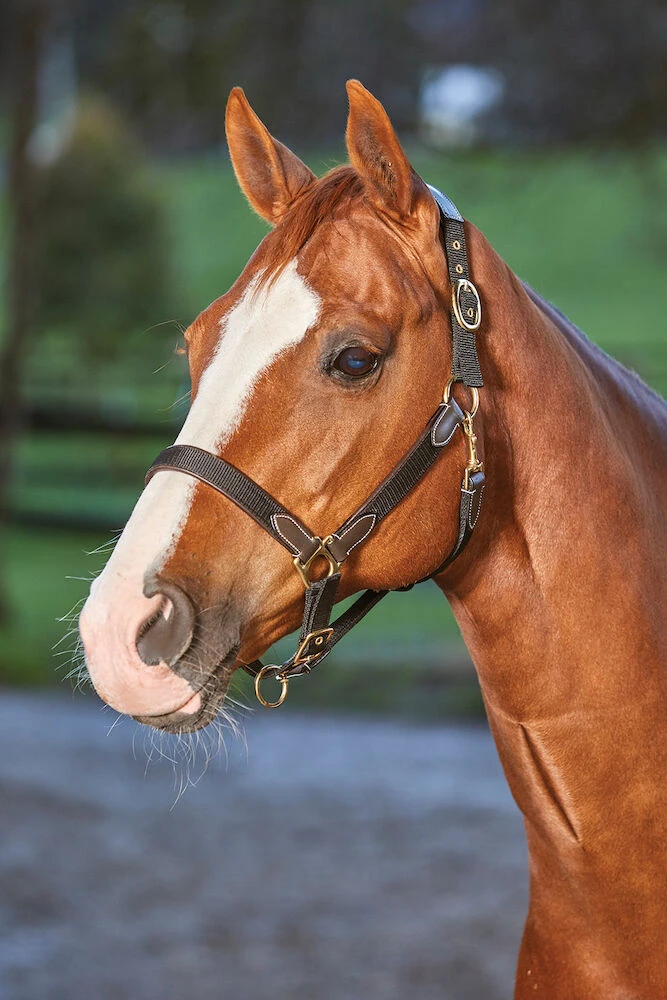 Leather Nylon Headcollar