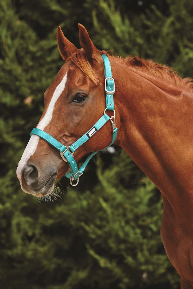 Fleece Trim Headcollar