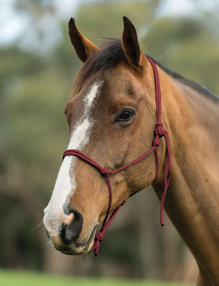 Nylon Rope Headcollar