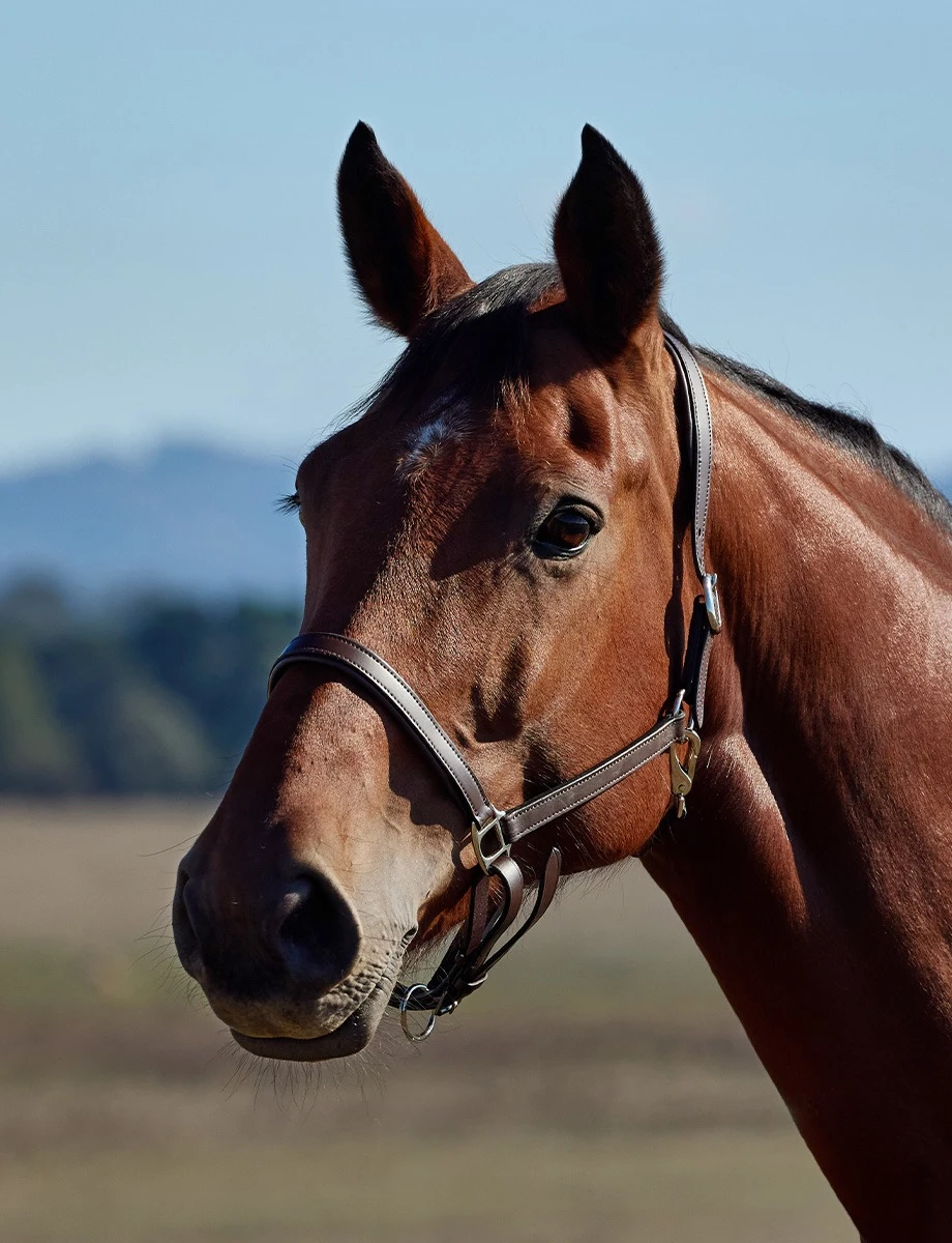 Slim Leather Padded Headcollar