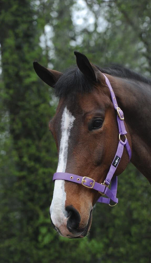 Nylon Brass Buckle Headcollar