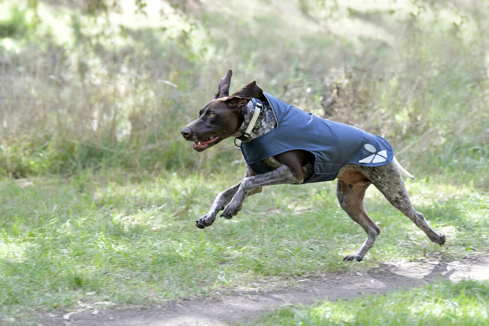 Explorer Lite Dog Coat