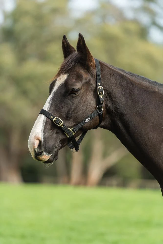 Nylon Brass Buckle Headcollar