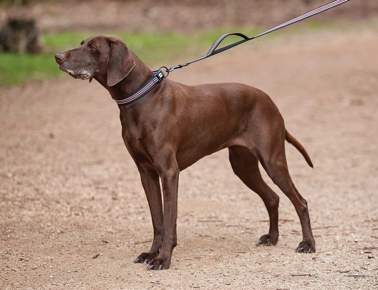 Reflective Dog Collar