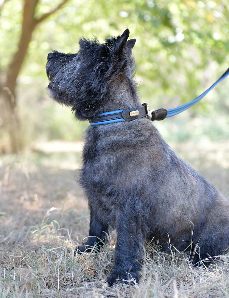 Padded Colour Leather Dog Lead
