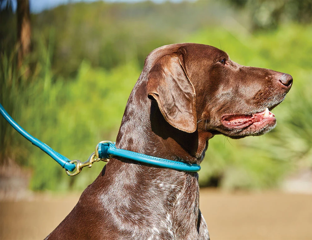 Rolled Leather Dog Collar
