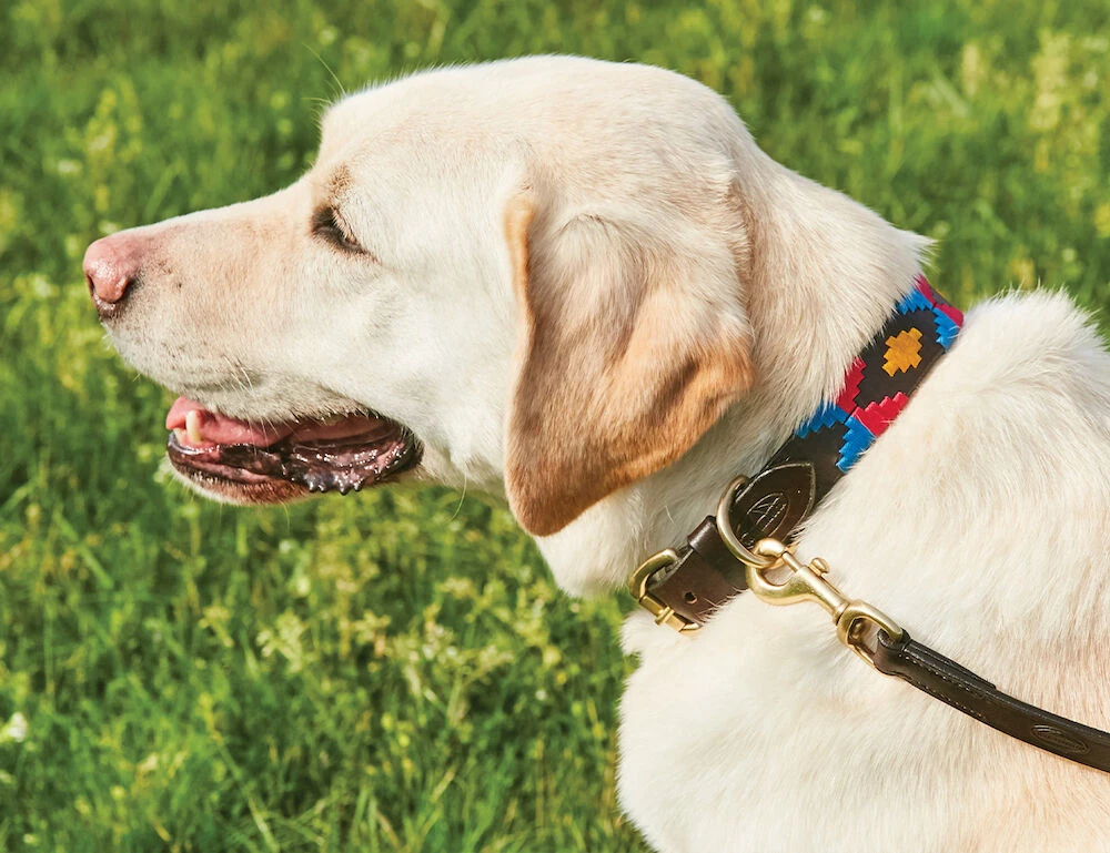 Polo Leather Dog Collar