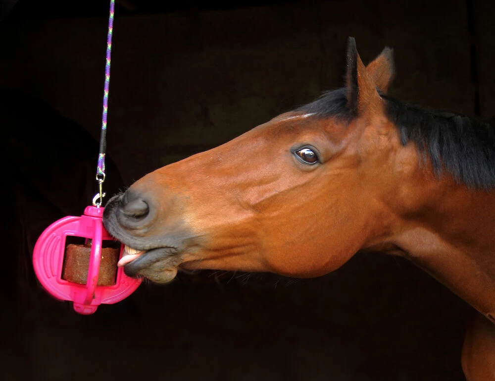 Buy Bizzy Horse Toy Online - LIKIT