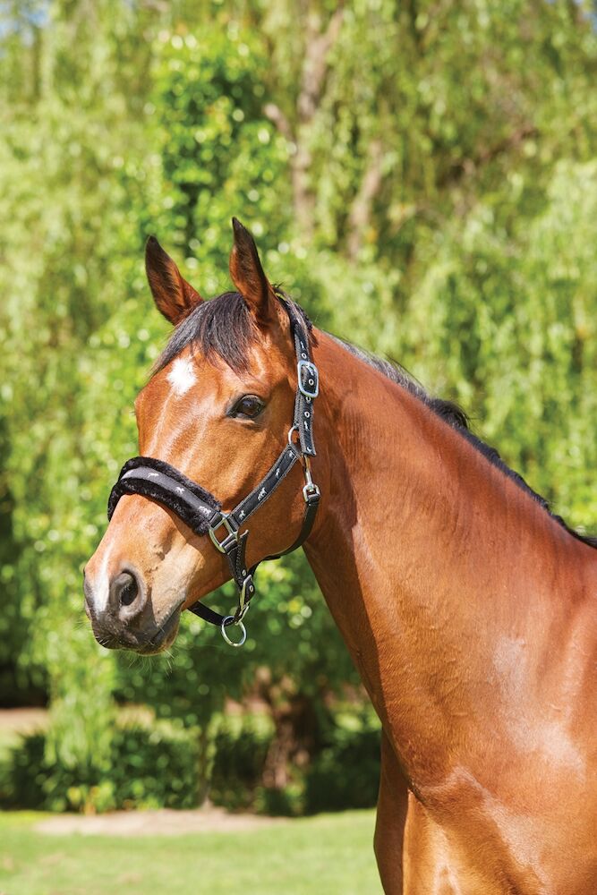 Fleece Lined Ribbon Headcollar