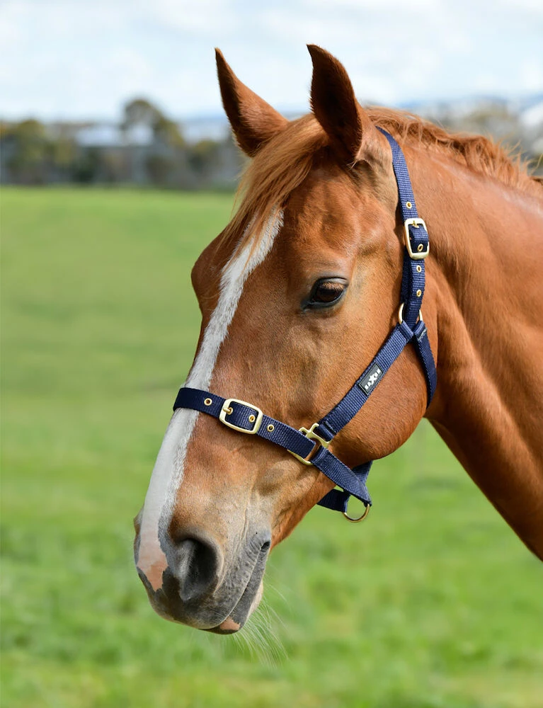 Nylon Brass Buckle Headcollar